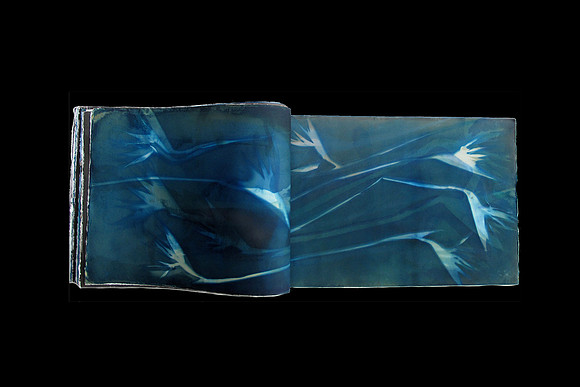 Laura Blacklow - Vanishing Flora, double page